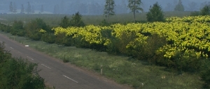 Rally Image